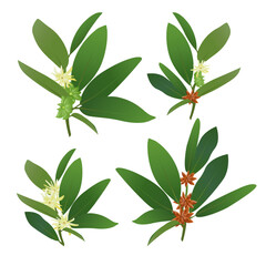 Set Star Anise Branch with Seed Pods, Flowers