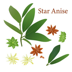 Star Anise Branch with Seed Pods, Flowers