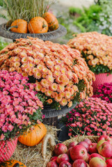 Autumn harvest of orange pumpkins and red apples with blooming chrysanthemum flowers.