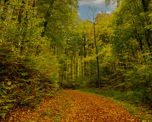 a cloudy autumn morning in the Pfälzerwald