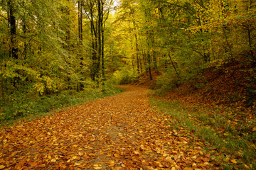 a cloudy autumn morning in the Pfälzerwald