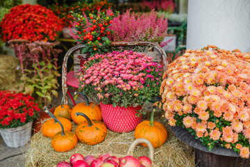 Autumn display of pumpkins and chrysanthemums in vibrant fall colors on hay bales.