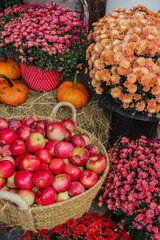 Fresh apples in basket with pumpkins and blooming chrysanthemums outdoors