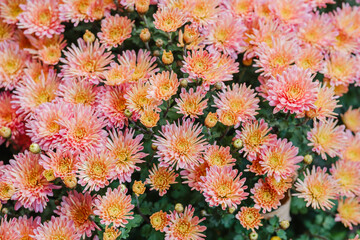 Close up of many pink and orange chrysanthemums blooming with green leaves