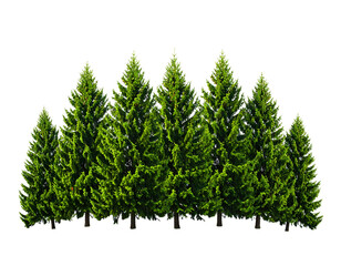 Fototapeta premium A dense row of vibrant green evergreen trees on a black background