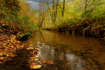 a cloudy autumn morning in the Pfälzerwald