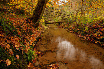 a cloudy autumn morning in the Pfälzerwald