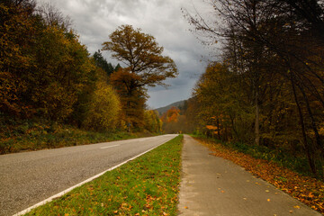 a cloudy autumn morning in the Pfälzerwald