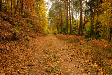a cloudy autumn morning in the Pfälzerwald