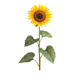 Obraz premium A tall, vibrant sunflower in full bloom, its golden petals radiating warmth and vitality, stands against a simple backdrop, showcasing the beauty of nature.