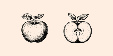 Apple fruit. Etching style illustration.