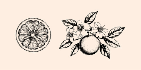 Orange fruit. Etching style illustration.