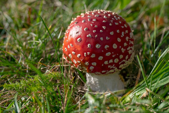 Fliegenpilz
