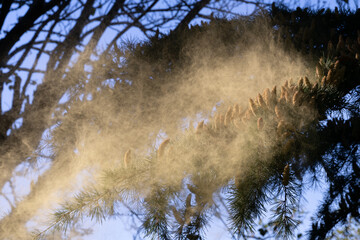 Pollen flying off the Cedar tree (Cedrus)