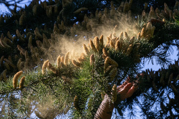 Shaking pollen off the cedar tree cones