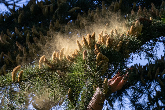 Shaking pollen off the cedar tree cones
