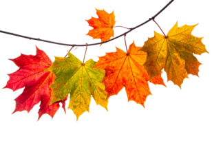 Autumn maple leaves in vibrant red, orange, and yellow hues