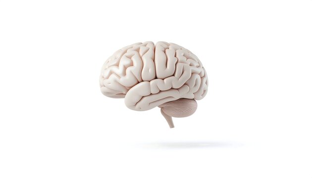 Realistic 3D human brain model on a white background, symbolizing intelligence, memory, learning, and cognitive function in neuroscience and psychological studies
