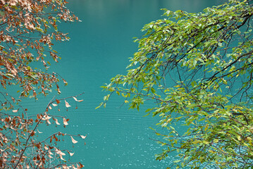 green leaves and brown leaves on the edge of water in autumn day