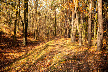 Jesień, spacer w miejskim lesie w Warszawie. Lasek Bielański.