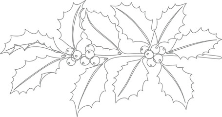 Detailed line drawing of holly branches with berries on a white background