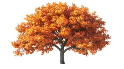 Autumn tree with orange and red leaves
