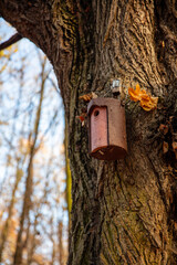 Jesień, spacer w miejskim lesie w Warszawie. Lasek Bielański.