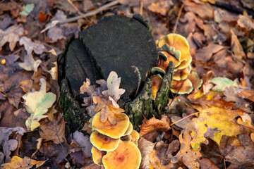 Jesień, spacer w miejskim lesie w Warszawie. Lasek Bielański.