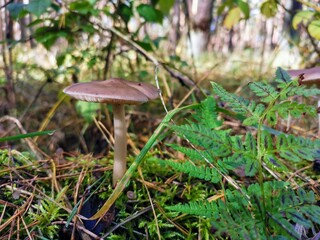Wald