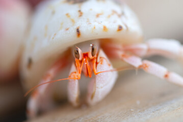 HermitA crab close-up, pink body, white shell, detailed claws, texture.