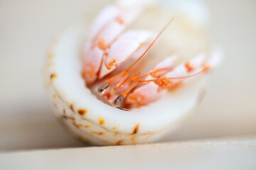 HermitA crab close-up, pink body, white shell, detailed claws, texture.