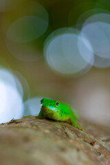 Vibrant green gecko clings to tree branch surface, showcasing intricate skin patterns, textured feet, and vivid coloration.