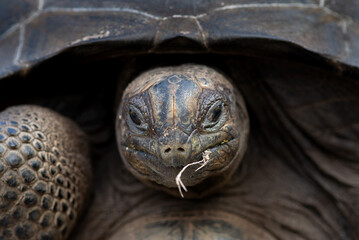Majestic Aldabra Giant Tortoise in Lush Tropical Habitat