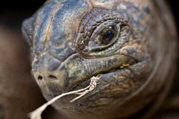 Majestic Aldabra Giant Tortoise in Lush Tropical Habitat