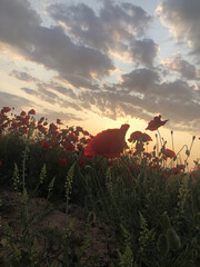 A close-up view of beautiful red poppy flowers in a field during golden hour. The warm evening sunlight highlights the delicate petals, creating a peaceful and romantic atmosphere in nature. Perfect f