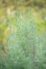 Fresh Rosemary Leaves