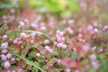Field of Pink Knotweed Flowers