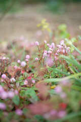 Field of Pink Knotweed Flowers