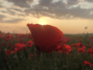 A close-up view of beautiful red poppy flowers in a field during golden hour. The warm evening sunlight highlights the delicate petals, creating a peaceful and romantic atmosphere in nature. Perfect f