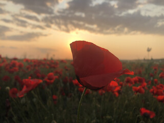 A close-up view of beautiful red poppy flowers in a field during golden hour. The warm evening sunlight highlights the delicate petals, creating a peaceful and romantic atmosphere in nature. Perfect f