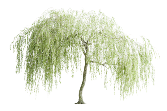 Willow tree with pale green flowing leaves
