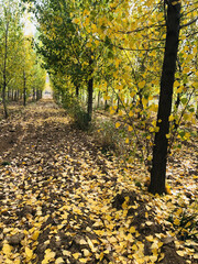 A serene autumn scene in a poplar forest with golden-yellow leaves covering the ground. The trees, with most of their leaves fallen, create a peaceful and nostalgic atmosphere that reflects the beauty