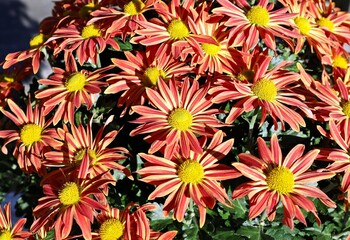 Group of orange and yellow Painted daisy, also konw as Tanacetum coccineum or Chrysanthemum coccineum.