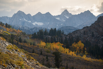 Fototapeta premium Fall color in Eastern Sierra, California