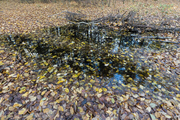 Autumn Leaves Floating in a Woodland Puddle