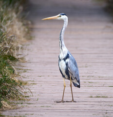 Graureiher (Ardea cinerea) steht aufrecht auf einem Spazierweg aus Holz - Schwenninger Moos, Deutschland