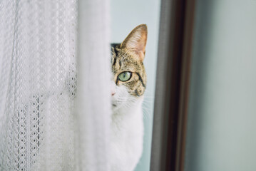 Cat peeking through lace curtain indoors