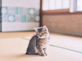 Kitten sitting on tatami mat in a traditional Japanese room