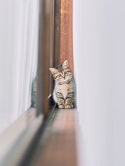 Kitten tilting head by the window with reflection