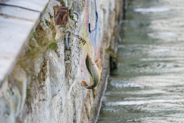 Caught moment as carp hangs dripping from colorful fishing net near weathered stone wall